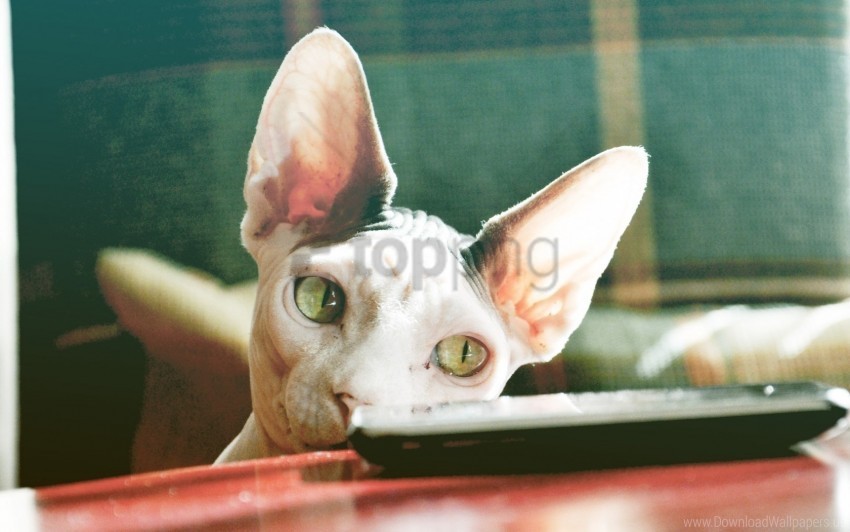 control face sphynx cat wallpaper PNG files with clear background collection