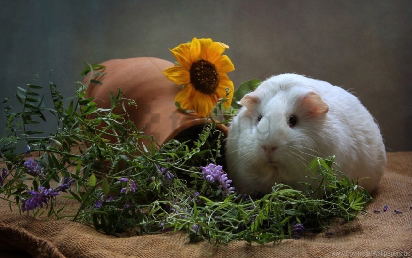 cool flowers guinea pig rodent thick wallpaper Clear PNG graphics free
