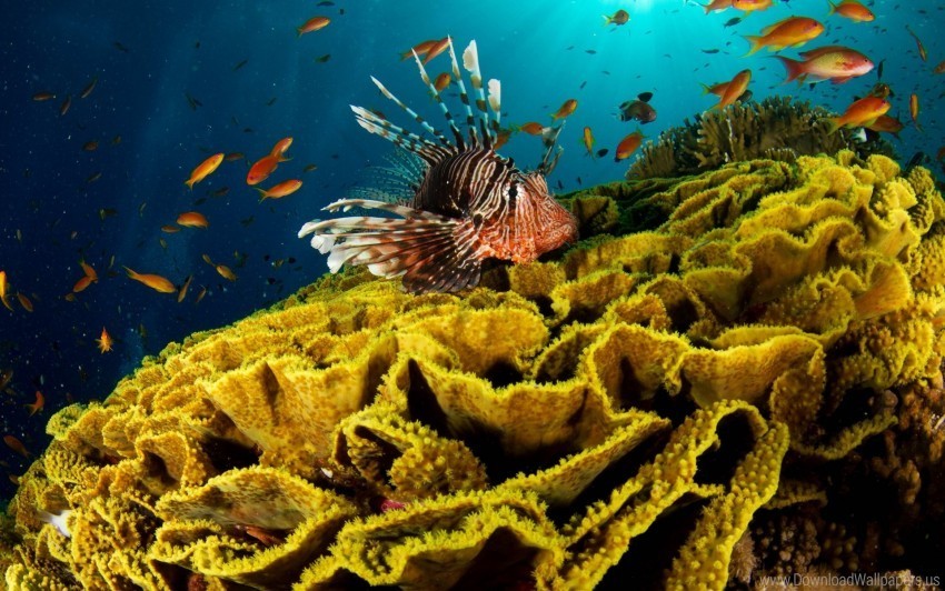 corals fish underwater wallpaper High-resolution PNG images with transparency