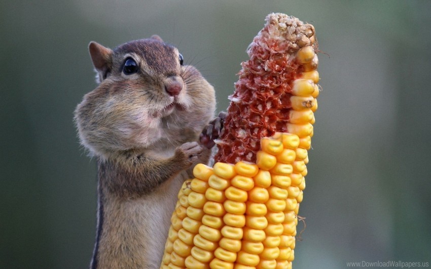 corn food squirrel wallpaper Transparent PNG Isolated Illustration