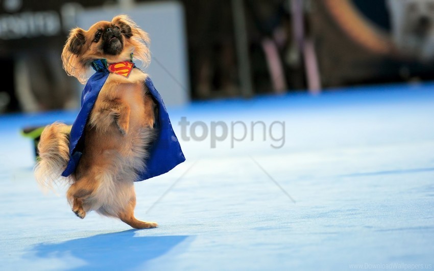 costume dance dogs superman training wallpaper Transparent PNG photos for projects