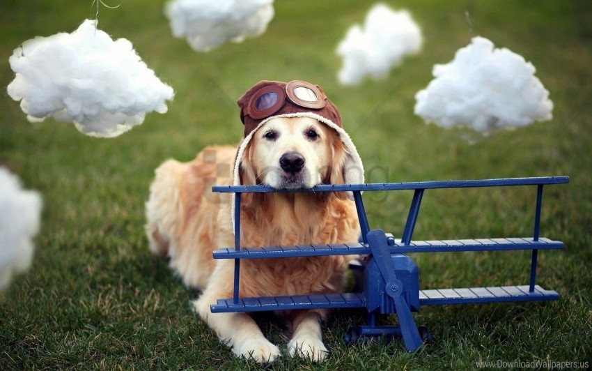 costume dog fluffy grass wallpaper PNG Image with Isolated Icon