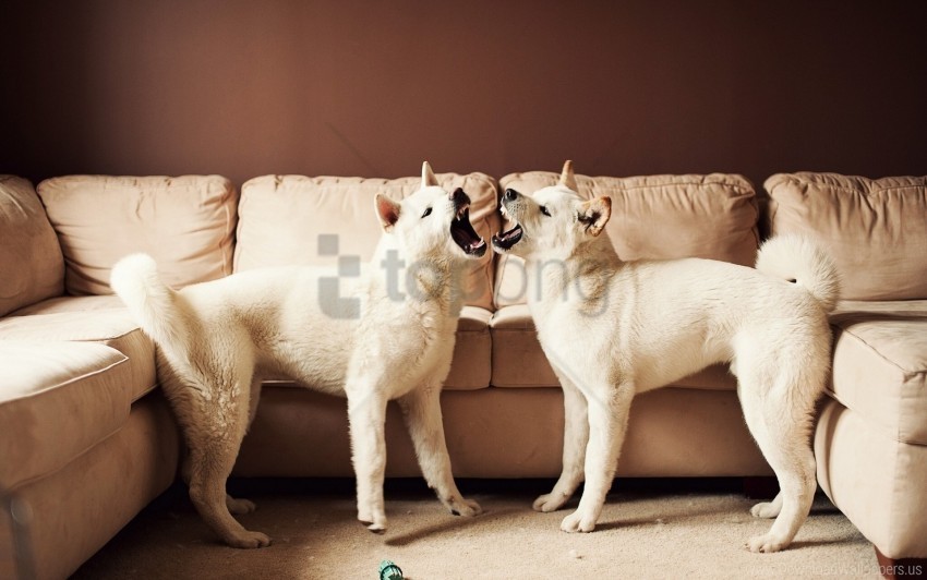 couch couple dog playful wallpaper PNG transparent graphics bundle