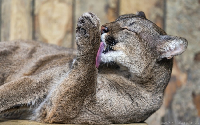 cougar down licking their lips wallpaper PNG Image with Transparent Isolation