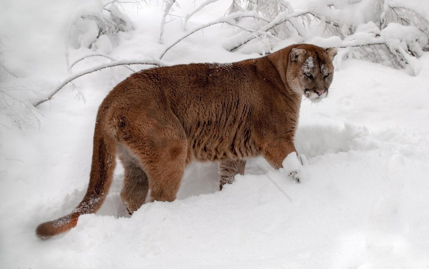 cougar forest predator snow winter wallpaper Isolated Item with HighResolution Transparent PNG