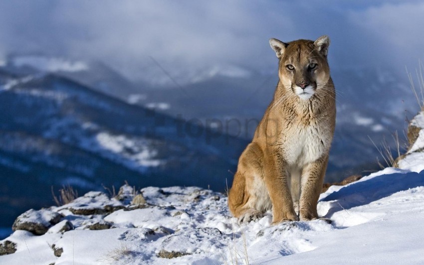 cougar mountain pretty sit snow wallpaper HighQuality PNG Isolated on Transparent Background