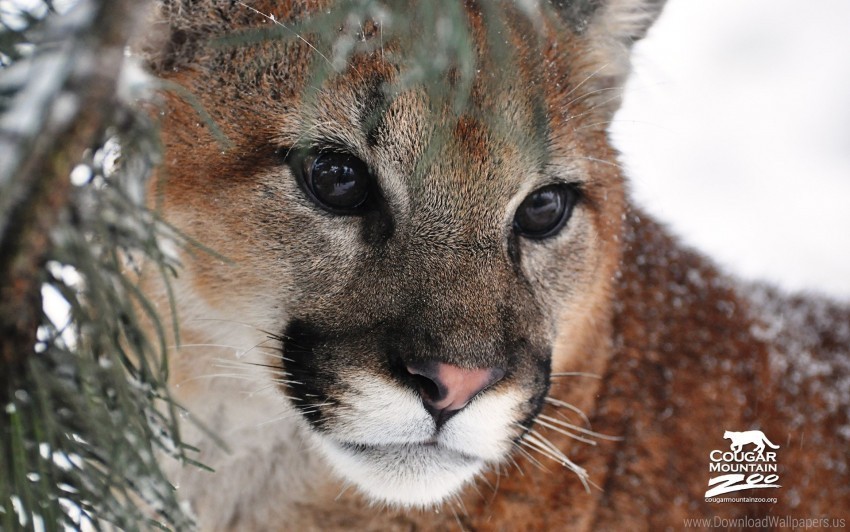 Cougar Wallpaper PNG With Clear Isolation On Transparent Background