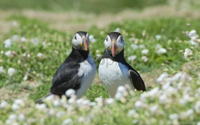 couple birds grass impasse wallpaper PNG pictures with no backdrop needed