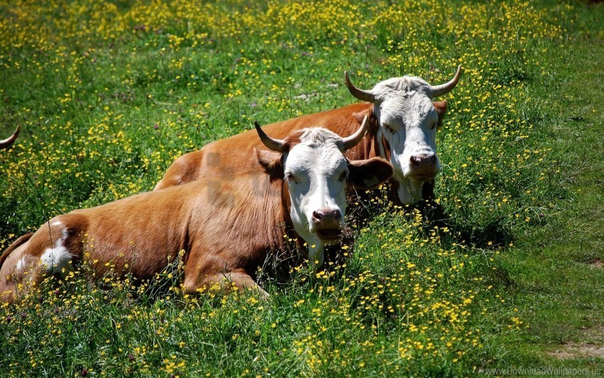 couple cows flowers grass horns lie wallpaper PNG transparent icons for web design