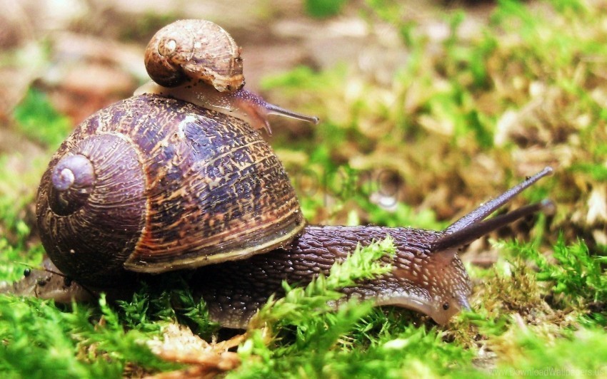 couple crawl grass snail wallpaper PNG with no registration needed