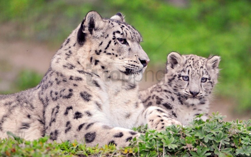 couple cub grass sit snow leopard wallpaper Clear Background PNG Isolated Graphic