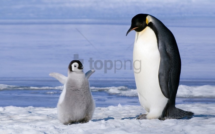 couple cub ice penguin snow wallpaper Clean Background Isolated PNG Image