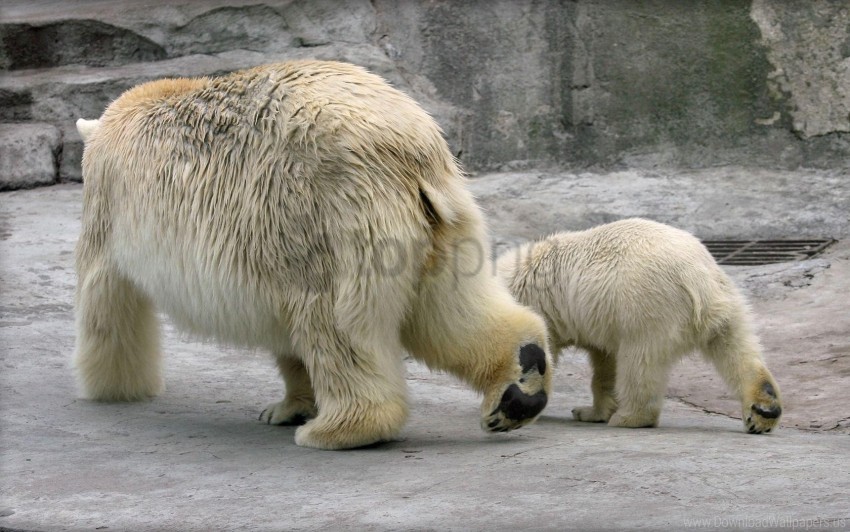 couple cub north pole polar bears walk wallpaper PNG Image with Transparent Background Isolation