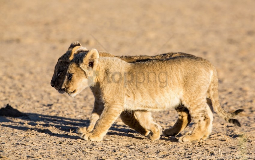 couple cubs lions shadow walking wallpaper PNG Image with Isolated Transparency