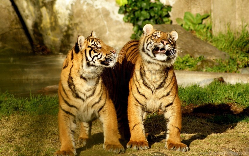 couple cubs striped tiger wallpaper Transparent background PNG artworks