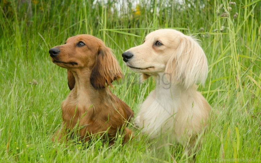 couple dachshund dog fluffy grass walk wallpaper PNG transparent images mega collection