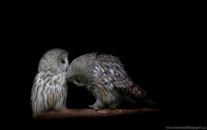 couple dark background owl predators wallpaper Isolated Graphic on HighQuality PNG