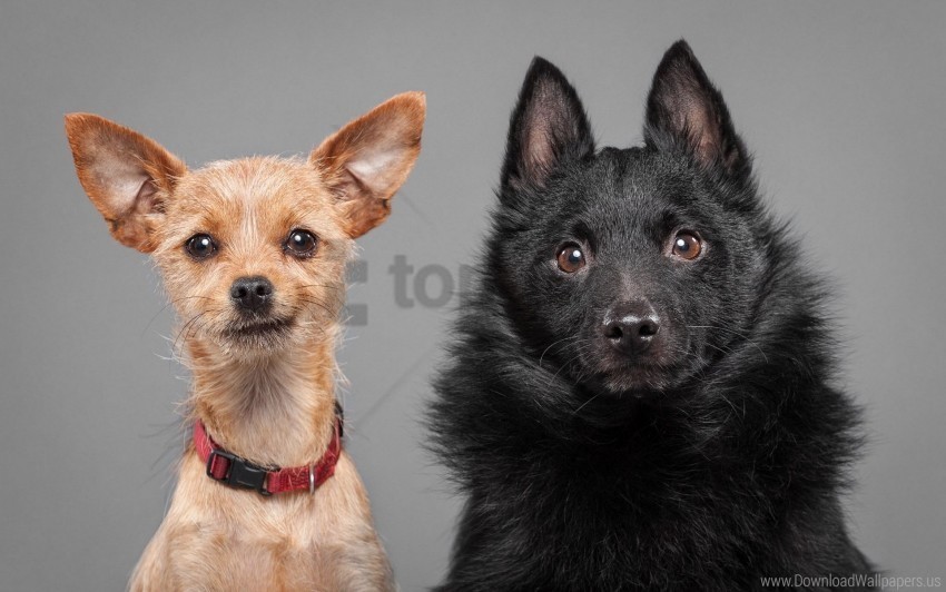 couple dog emotion puppies wallpaper Transparent PNG Isolated Illustrative Element