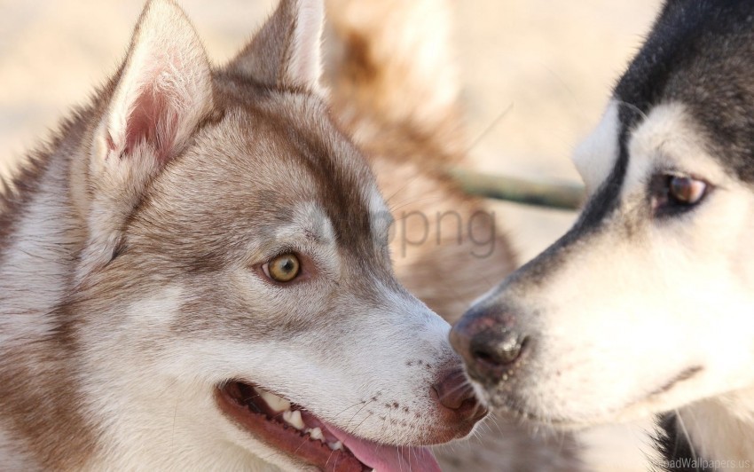 couple dog face husky surprise wallpaper Isolated Design Element in Transparent PNG