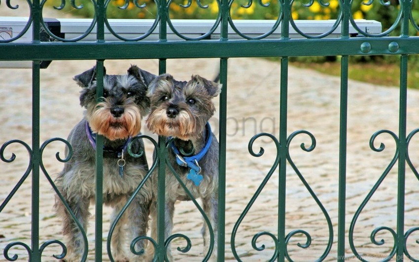 couple dog fence looking out miniature schnauzer railing wallpaper PNG photo without watermark