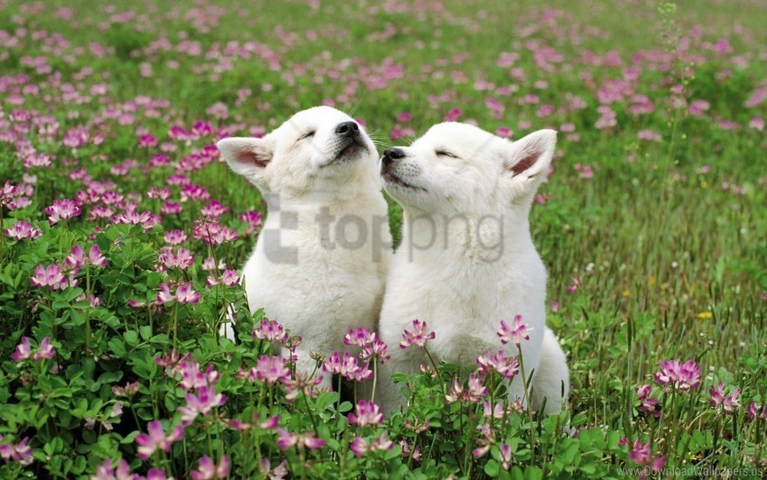 couple dog field flowers grass tenderness wallpaper Isolated Item on HighResolution Transparent PNG