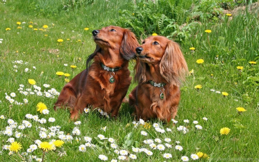 Couple Dog Flowers Grass Walk Wallpaper Free PNG Images With Alpha Channel Variety