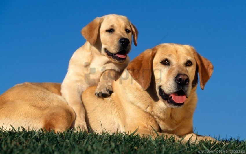 couple dog labradors sit wallpaper Transparent Background PNG Isolated Element