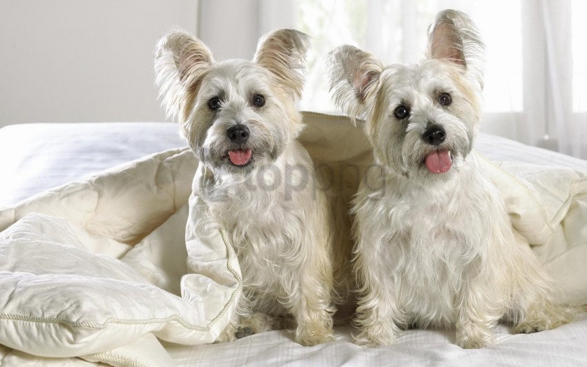 couple dog puppies west highland terrier wallpaper PNG images with no background free download