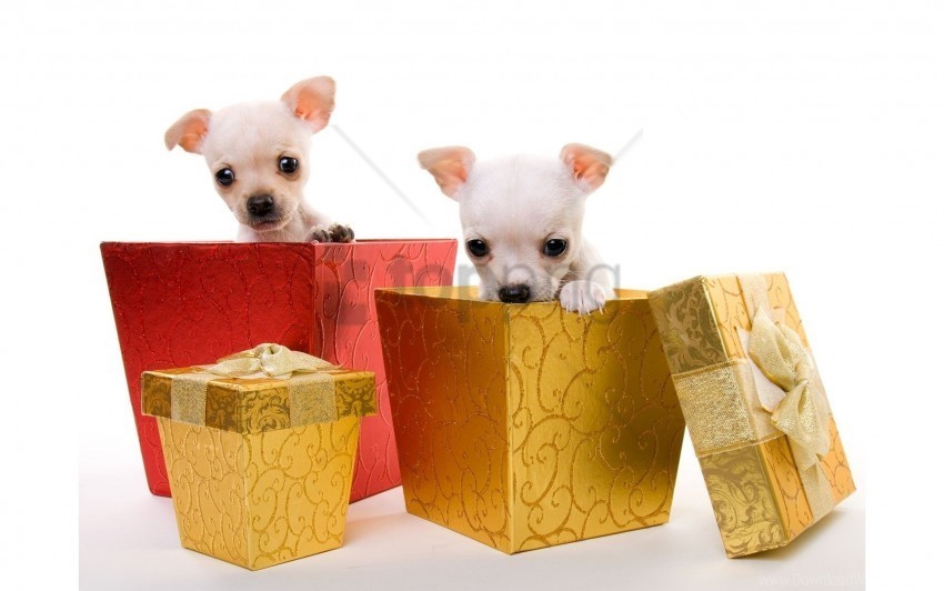 couple dogs gift boxes puppies wallpaper HighQuality Transparent PNG Isolated Artwork
