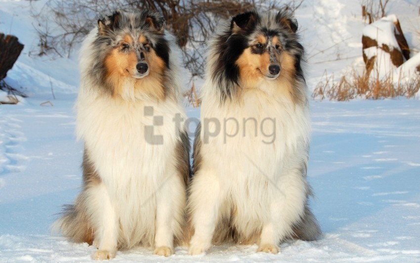 couple dogs sitting snow wallpaper PNG Image Isolated with Transparency