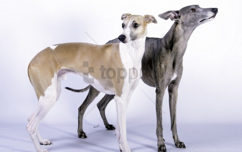 couple dogs sizes wallpaper Clear background PNG clip arts