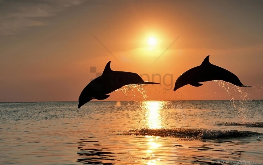 couple dolphins jump sea sunset wallpaper PNG graphics with transparency