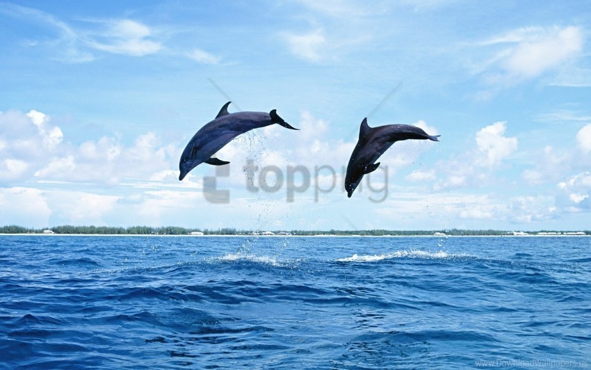couple dolphins jump sea waves wallpaper Isolated PNG Image with Transparent Background