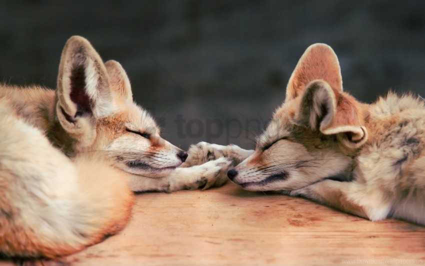 couple down dream face fennec fox fox wallpaper Transparent PNG Isolated Graphic Element