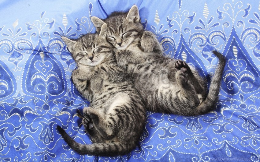 couple dream fabric kittens lace wallpaper PNG images no background