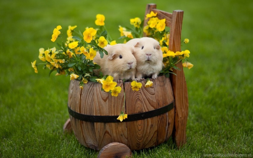 couple drum flowers grass guinea pigs wallpaper PNG Graphic Isolated with Clear Background