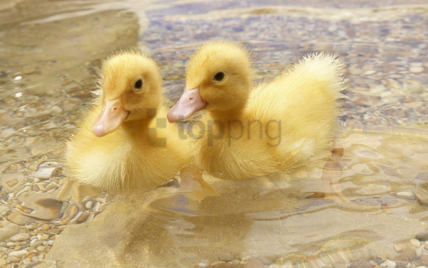 couple duck swim young wallpaper PNG with clear transparency