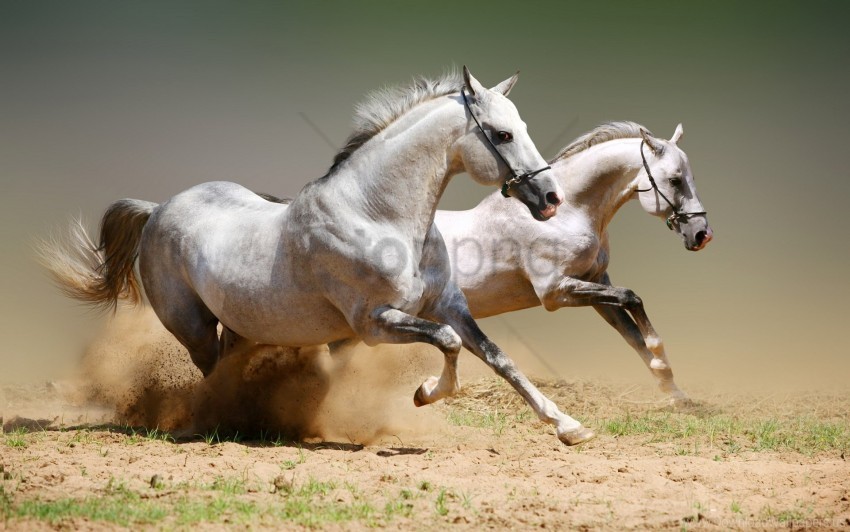 couple dust horses jumping wallpaper Isolated Artwork on Transparent Background PNG