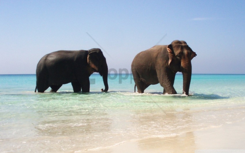 Couple Elephants Sea Walking Wallpaper Free Transparent Background PNG