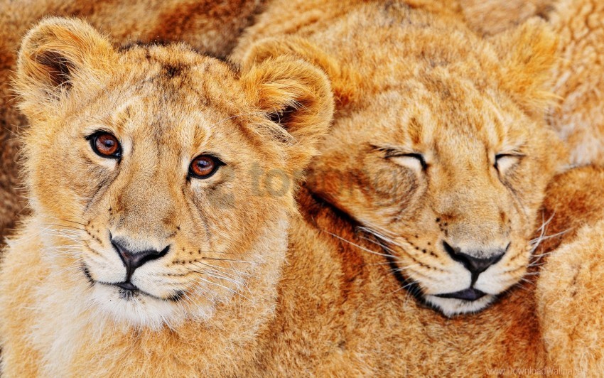 couple embrace family lions wallpaper PNG file without watermark