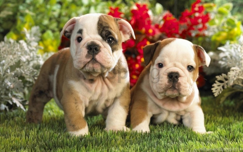 couple english bulldog kids puppies wallpaper ClearCut Background PNG Isolated Element