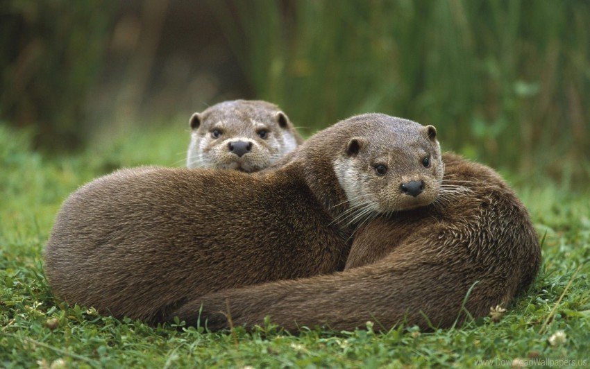 couple european grass lie otter wallpaper PNG transparent pictures for projects