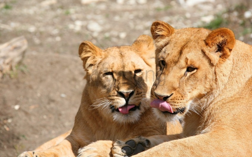 couple face lick lions predators wallpaper PNG files with no background assortment