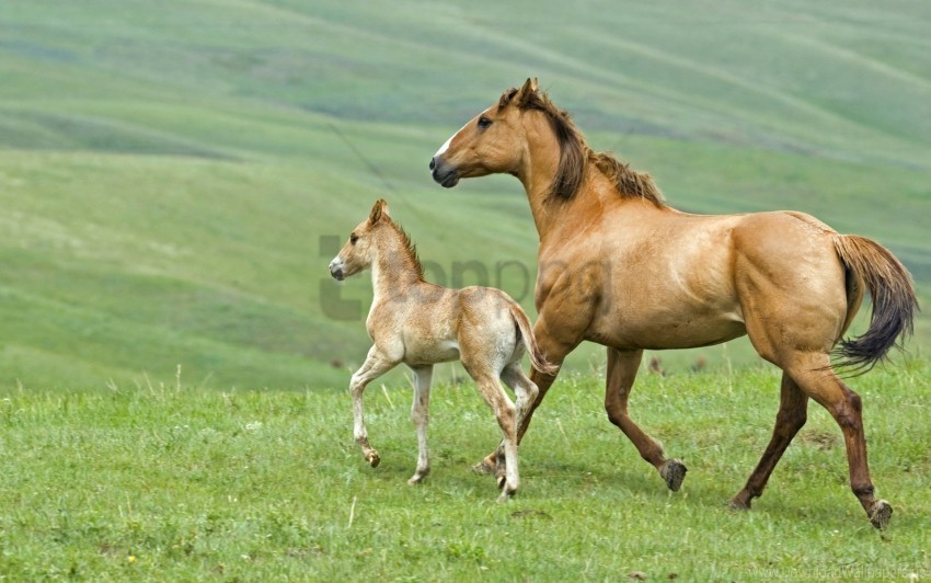 couple family herbs horse stallion walking wallpaper Transparent PNG images database