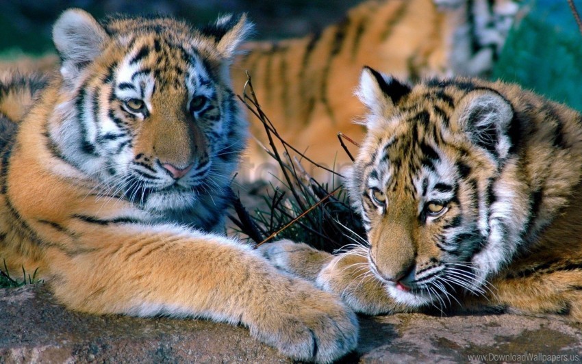 couple family lying predators tigers wallpaper PNG transparent photos mega collection