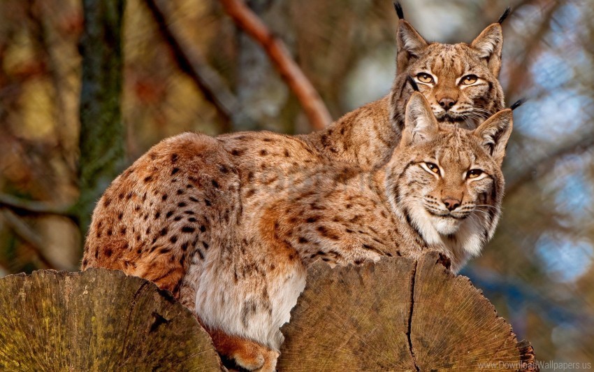 couple family lynx sitting wallpaper Clear background PNGs
