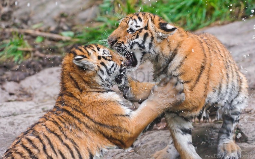 couple fight tigers wallpaper Transparent PNG Isolated Item