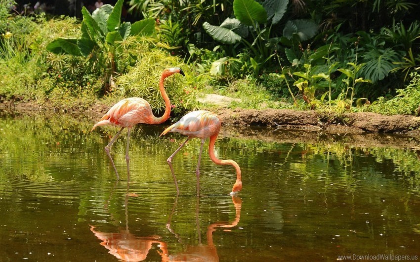 couple flamingo trees walk water wallpaper PNG Image with Isolated Element
