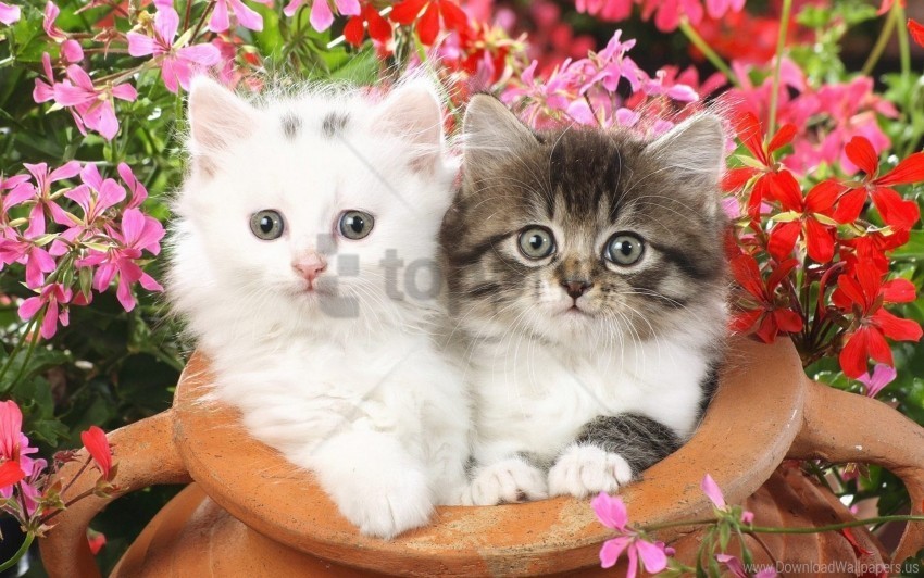 couple flowers fluffy kittens spotted wallpaper High-resolution transparent PNG images set