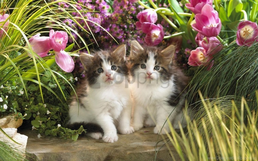 couple flowers fluffy kittens wallpaper Clear PNG file